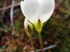 Gentianella montana montana