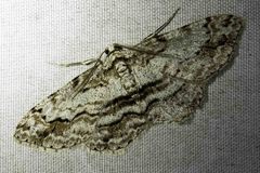 Didymoctenia exsuperata