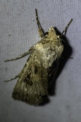 Agrotis munda