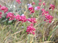 Eriogonum grande