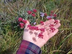 Eriogonum grande