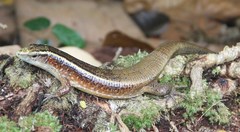 Zonosaurus madagascariensis