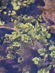 Chrysosplenium americanum
