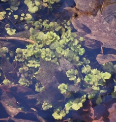Chrysosplenium americanum