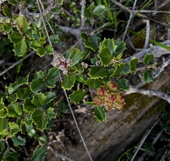 Ceanothus decornutus