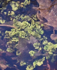 Chrysosplenium americanum