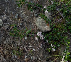 Ceanothus decornutus