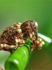 Colobodes billbergii