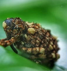 Colobodes billbergii