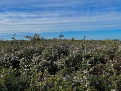 Ceanothus decornutus