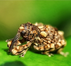 Colobodes billbergii