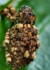 Colobodes billbergii