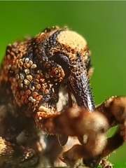 Colobodes billbergii