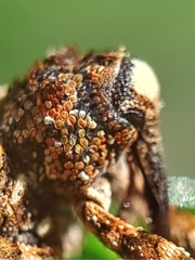 Colobodes billbergii