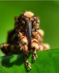 Colobodes billbergii