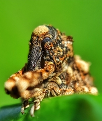 Colobodes billbergii