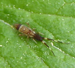Orchesella flavescens