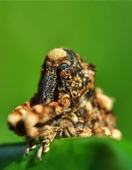 Colobodes billbergii