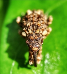 Colobodes billbergii