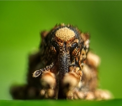 Colobodes billbergii