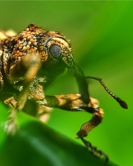 Colobodes billbergii