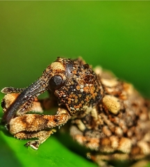 Colobodes billbergii