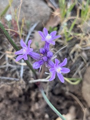 Dichelostemma multiflorum