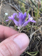 Dichelostemma multiflorum