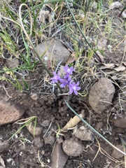 Dichelostemma multiflorum