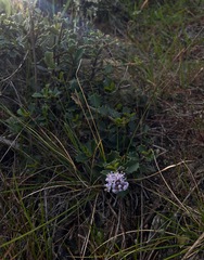Ceanothus decornutus