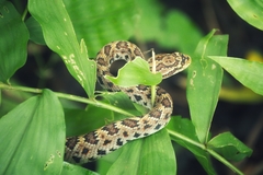 Autlan Rattlesnake photo 2