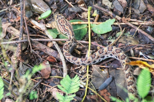 Manantlán Long-tailed Rattlesnake