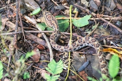 Autlan Rattlesnake photo 3