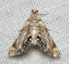 Eoparargyractis irroratalis