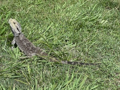 Pogona barbata