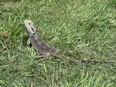 Pogona barbata