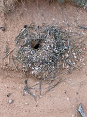 Myrmecocystus mexicanus