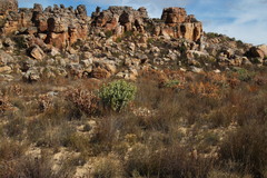 Rafnia amplexicaulis