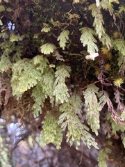 Hymenophyllum lanceolatum