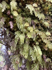 Hymenophyllum lanceolatum