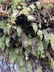 Hymenophyllum lanceolatum