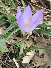 Crocus etruscus