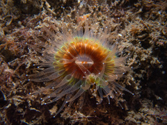 Paracyathus stearnsii