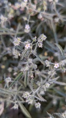 Johnstonella racemosa