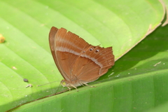 Abisara echerius