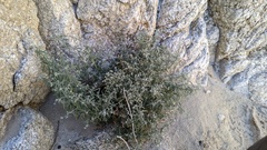 Johnstonella racemosa