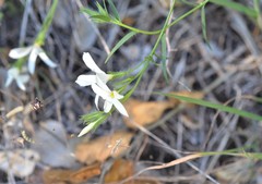 Phlox tenuifolia