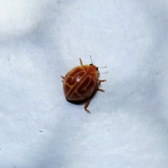 Neocalvia anastomozans