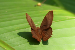 Abisara echerius