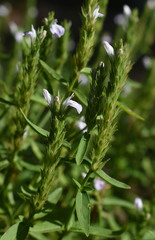 Rostellularia adscendens